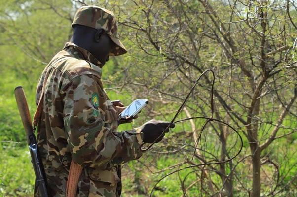 A ranger holding a snare and recording its location in the park. Photo Credit: Isaac Kiirya